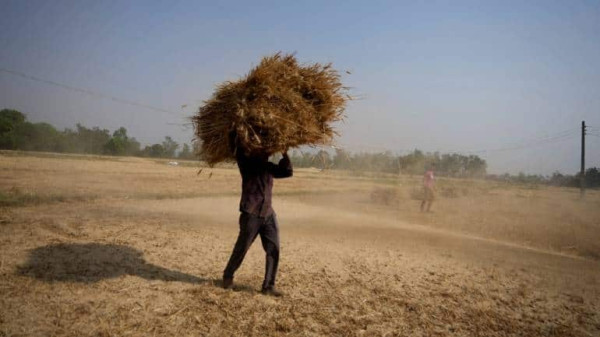 Centre aims 7-fold jump in wheat procurement from UP, Rajasthan, Bihar this year