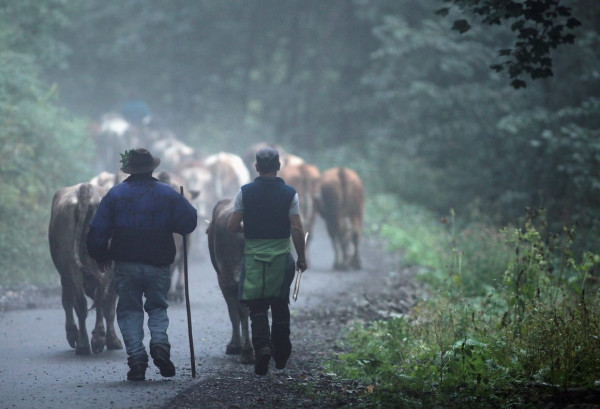 New EU rules to curb deforestation add to farmers’ red tape woes