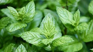 Mentha Oil Rate Today falls 0.6% on Apr 5 2024