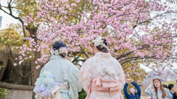 Cherry blossoms to cheap Yen spur record tourist visits to Japan