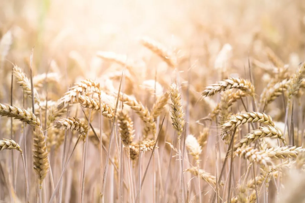 FXTM’s Wheat: Touches fresh 2024 high!