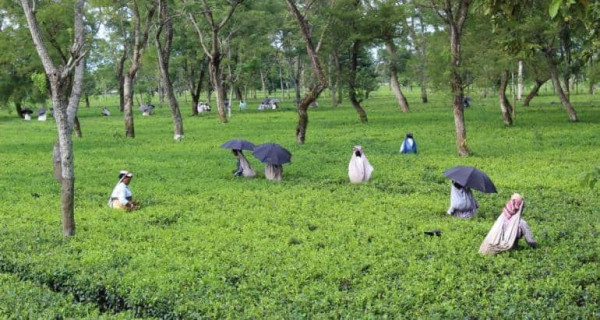 Tea production declines in June 2024