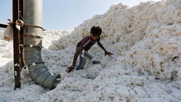 Bangladesh situation to hurt India’s cotton exports; trade impact not so high